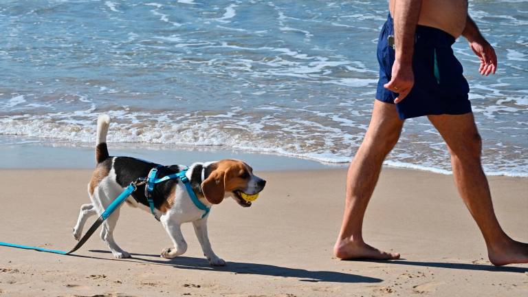 paseo con perro cerca de la playa