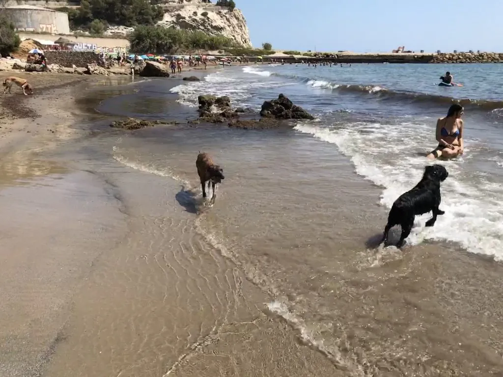 Espacio para imagen de una playa no oficial con perro