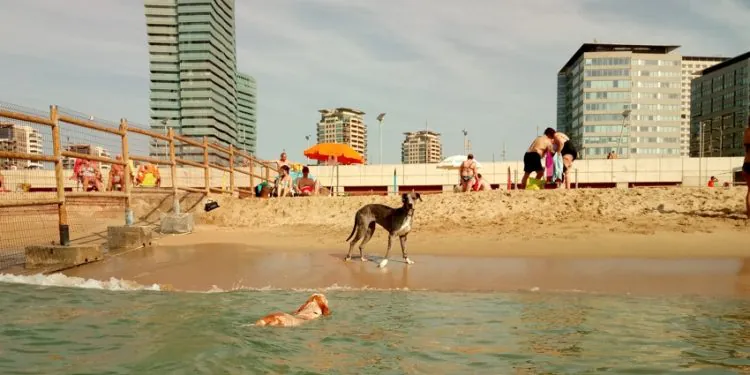 Espacio para imagen de Playa de Llevant con perro