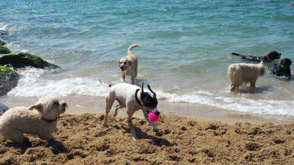  imagen de perros jugando en la playa