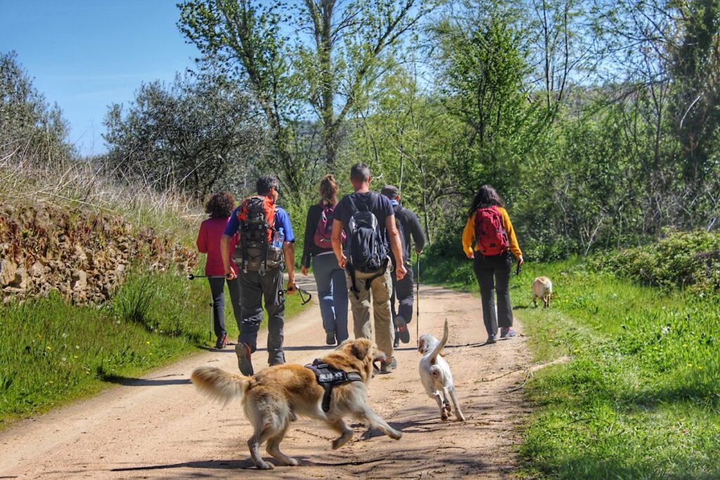 Grupo de perros interactuando durante una caminata social