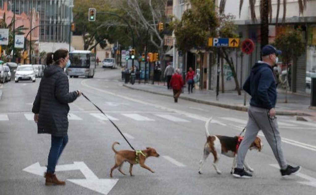 Dueño socializando a su perro en un entorno urbano