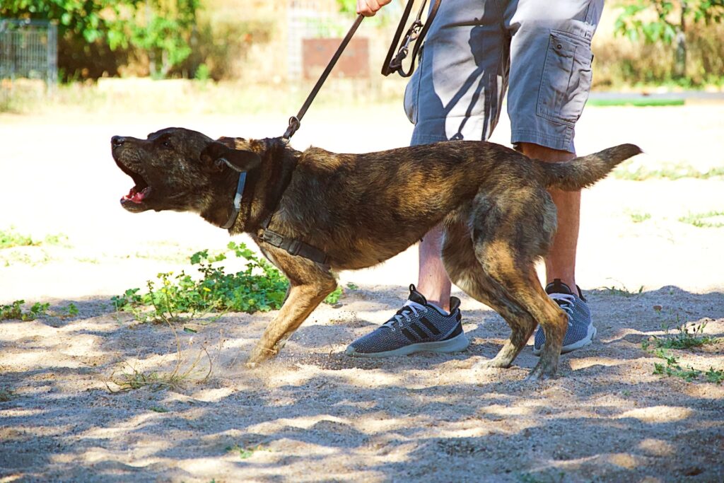 Perro reactivo durante un paseo