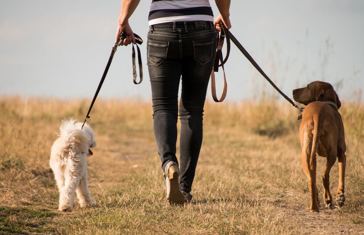 Perro disfrutando de un paseo social