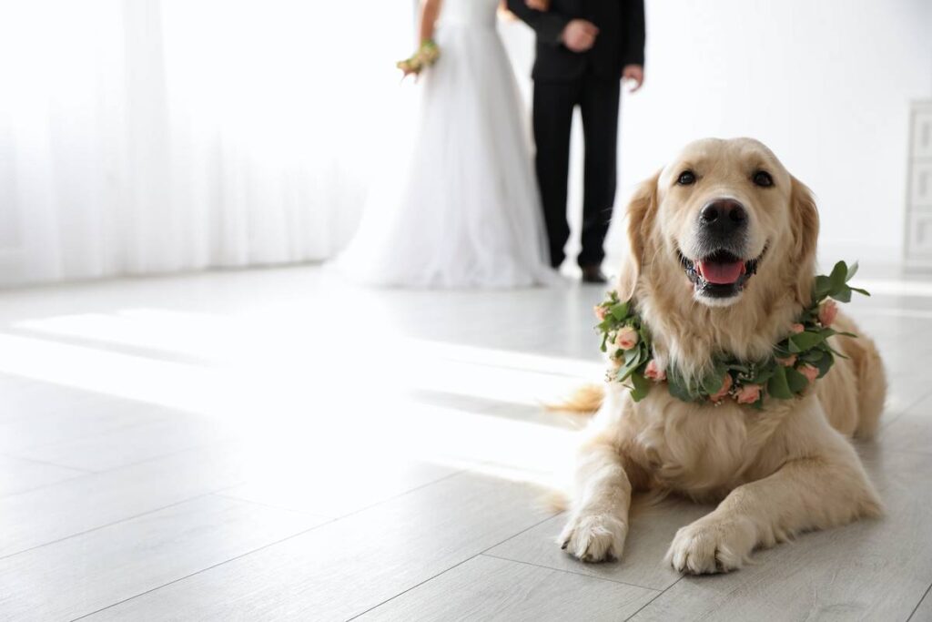 Cuidado de mascotas en bodas: Novios discutiendo el cuidado de su mascota con un cuidador en la boda.