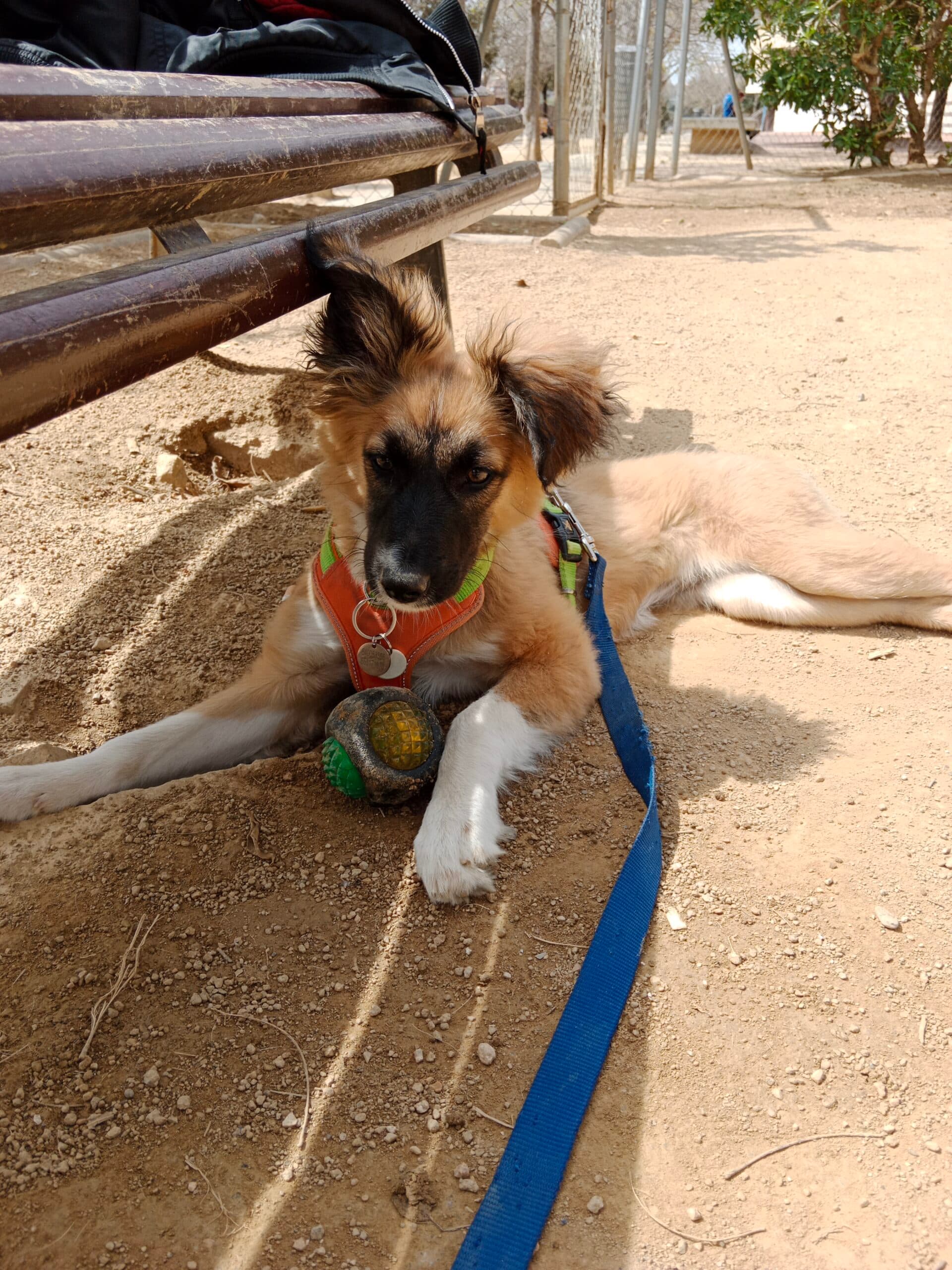 Perro pastor alemán con pelota de colores, estirado en la sombra guardando la pelota porque esta cansado de correr mucho con su cuidador Dimanimales