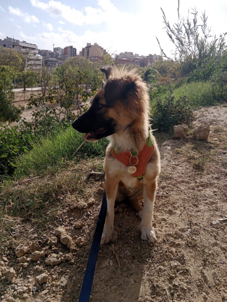 Cachorro de seis meses posando en el parque para que su cuidador le haga unas hermosas fotografias