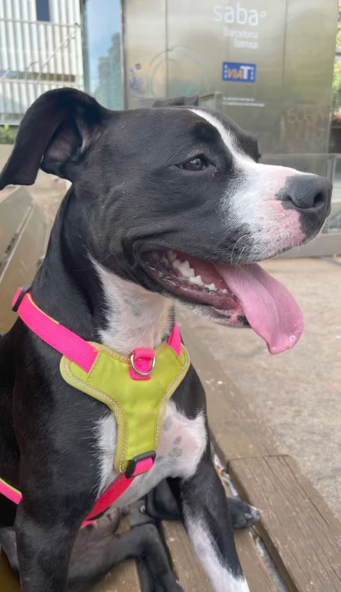 Dimanimales cuidando de un american staffordshire terrier que esta muy feliz de estar junto a su nuevo cuidador