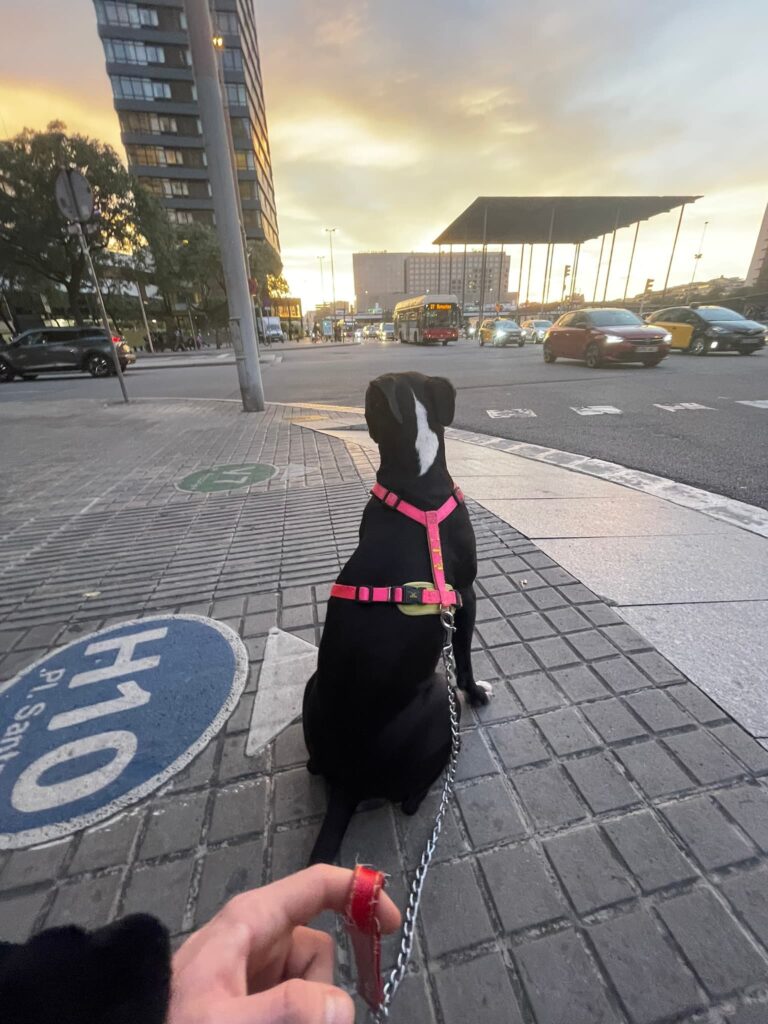 American Staffordshire Terrier sentado esperando que el semáforo se ponga en verde, mirando la estación de Sants, de Barcelona