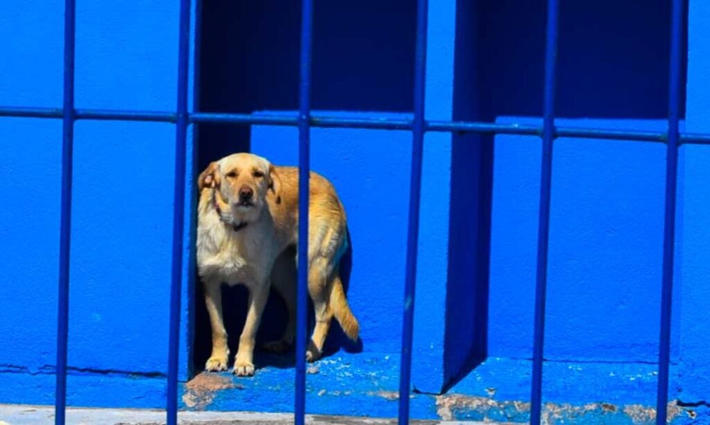 Perros en un refugio esperando ser adoptados