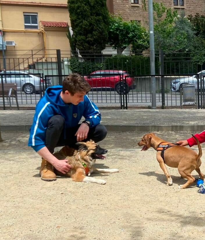 Dimanimales haciendo enseñamiento de perros cachorros al contacto con otros perros