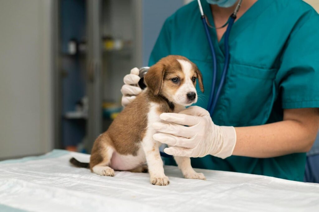 perro cachorro en el veterinario con su veterinaria que le esta escuchando la respiración