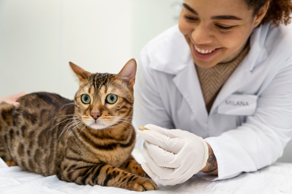 Gato bengalí  esta con su veterinaria que le esta dando una pastilla para que se cure cuando antes