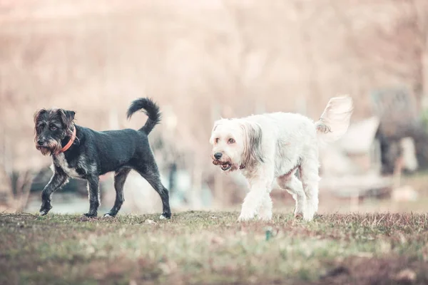 Perro adoptado jugando felizmente en un jardín