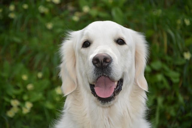 Golden retriever blanco mirando ala cámara felizmente mientras su dueño le hace una foto