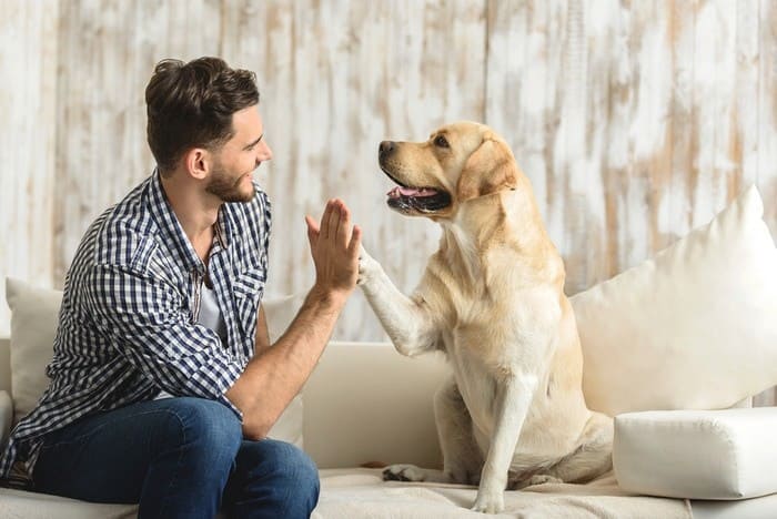 chico dándole la mano a su Golden retriever felices en casa 