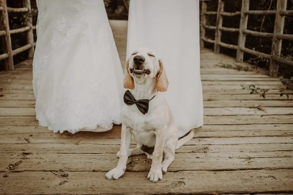 Cuidado de mascotas en bodas: Perro en área de cuidado durante una boda, con juguetes y agua.