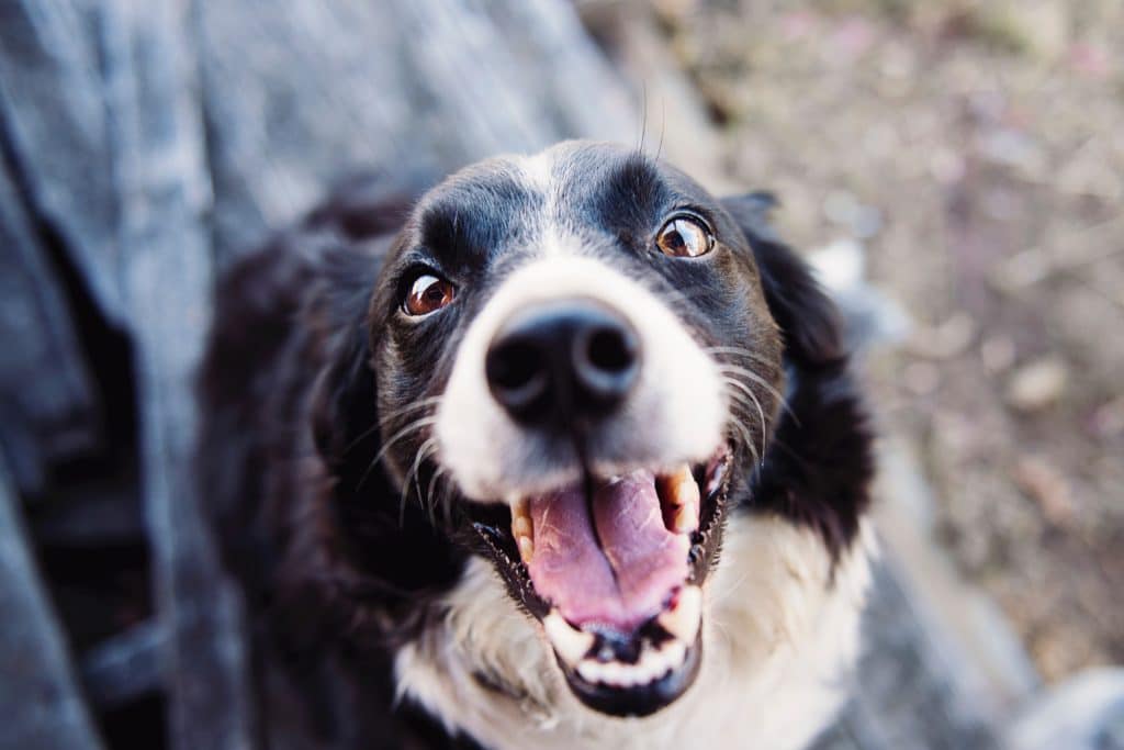 Perro adoptado sonriendo felizmente con su nueva familia