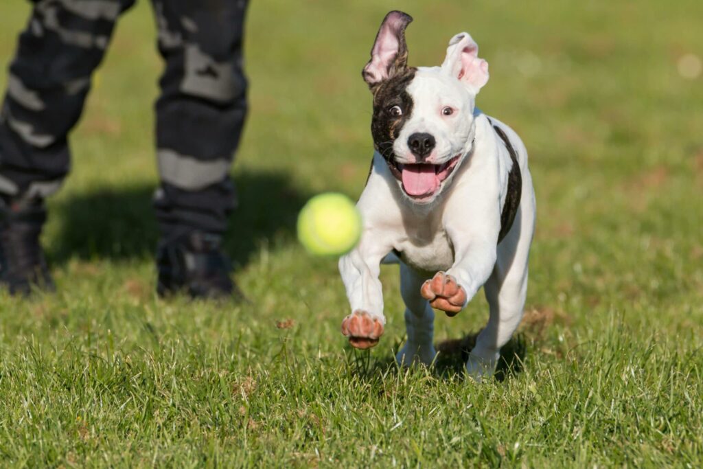 American Staffordshire Terrier corriendo hacia la pelota que le lanzo Dimanimales muy rápido para no perderla