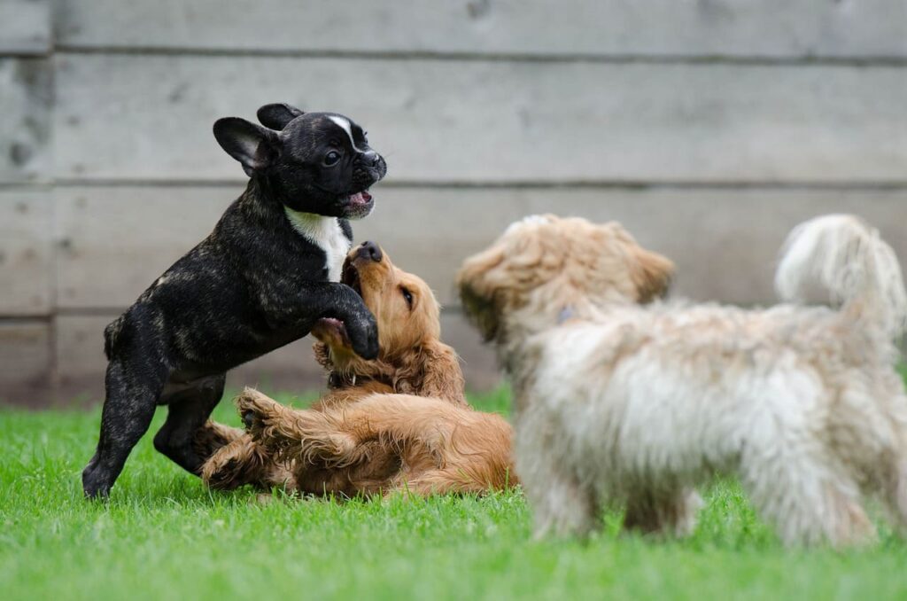 bulldog francés jugando con sus amigos perros muy feliz