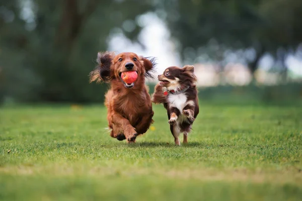 Perros socializando y jugando en un parque para fomentar la socialización y el desarrollo psicológico canino.