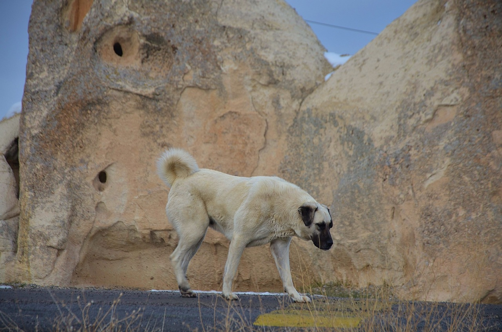 Perro Kangal, conocido por tener la mordida más fuerte del mundo