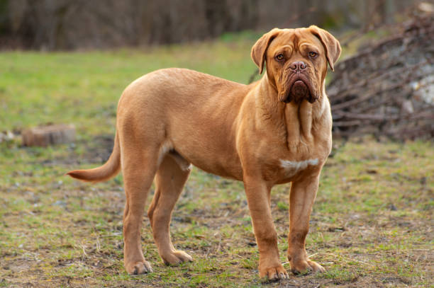 Perro Dogo de Burdeos, una raza imponente con una fuerte mordida