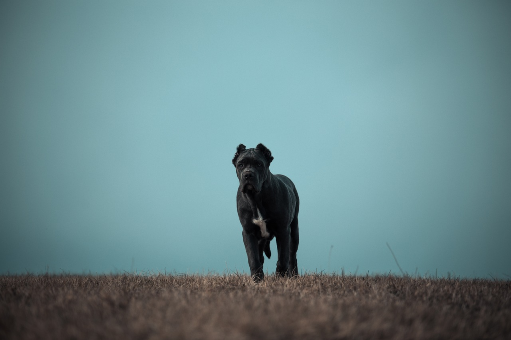 Perro Bandog, una raza con gran fuerza de mordida y capacidad de protección