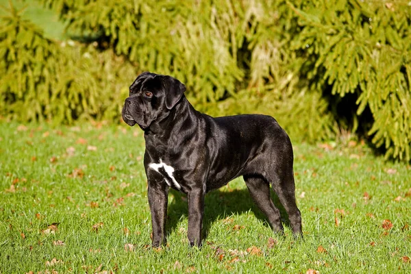 Perro Cane Corso, una raza italiana con una poderosa mordida