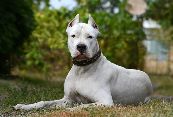 Perro Dogo Argentino, reconocido por su valentía y fuerte mordida