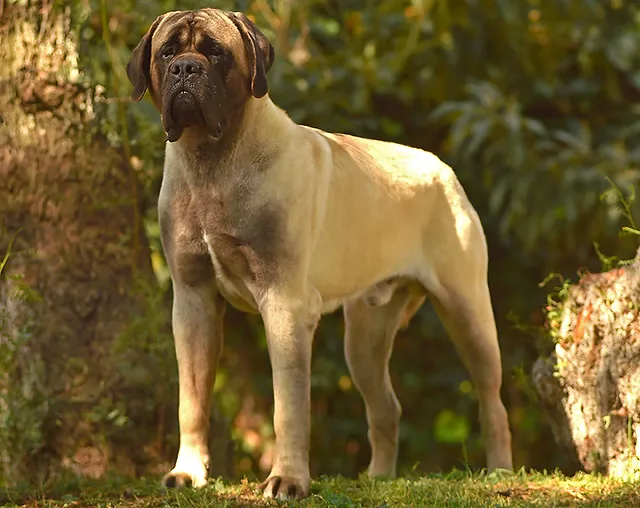 Perro Mastín Inglés, un gigante con una gran fuerza de mordida