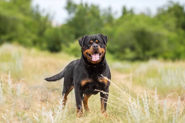 Perro Rottweiler, conocido por su inteligencia y capacidad protectora con una mordida fuerte