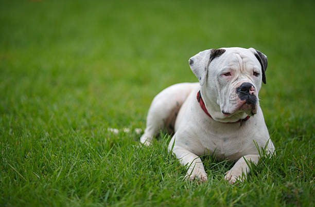 Perro American Bulldog, famoso por su valentía y mordida fuerte