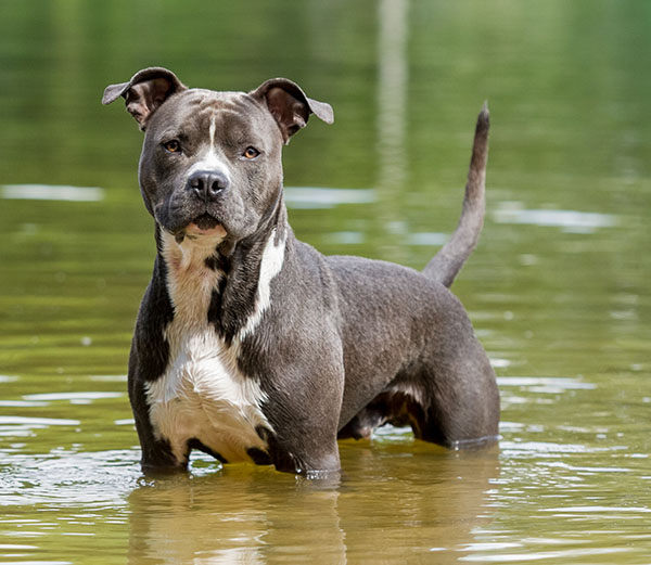 Perro Pit Bull, conocido por su fuerza física y mordida poderosa