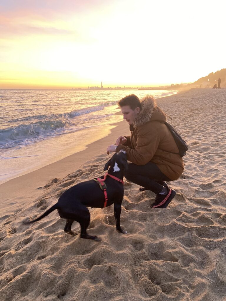 Dimanimales  en la playa cuidando de un American Staffordshire Terrier que le esta mirando esperando que le lance algo al agua 