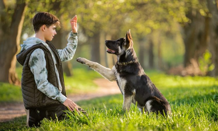 Entrenador aplicando técnicas de adiestramiento positivo en psicología canina con un perro para corregir comportamientos.