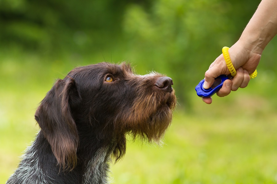 Entrenamiento canino usando clicker para el comando 'sentado', mejorando la obediencia con métodos de refuerzo positivo