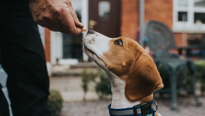 Método del señuelo para enseñar a un perro a sentarse, utilizando técnicas de refuerzo positivo para facilitar el aprendizaje.