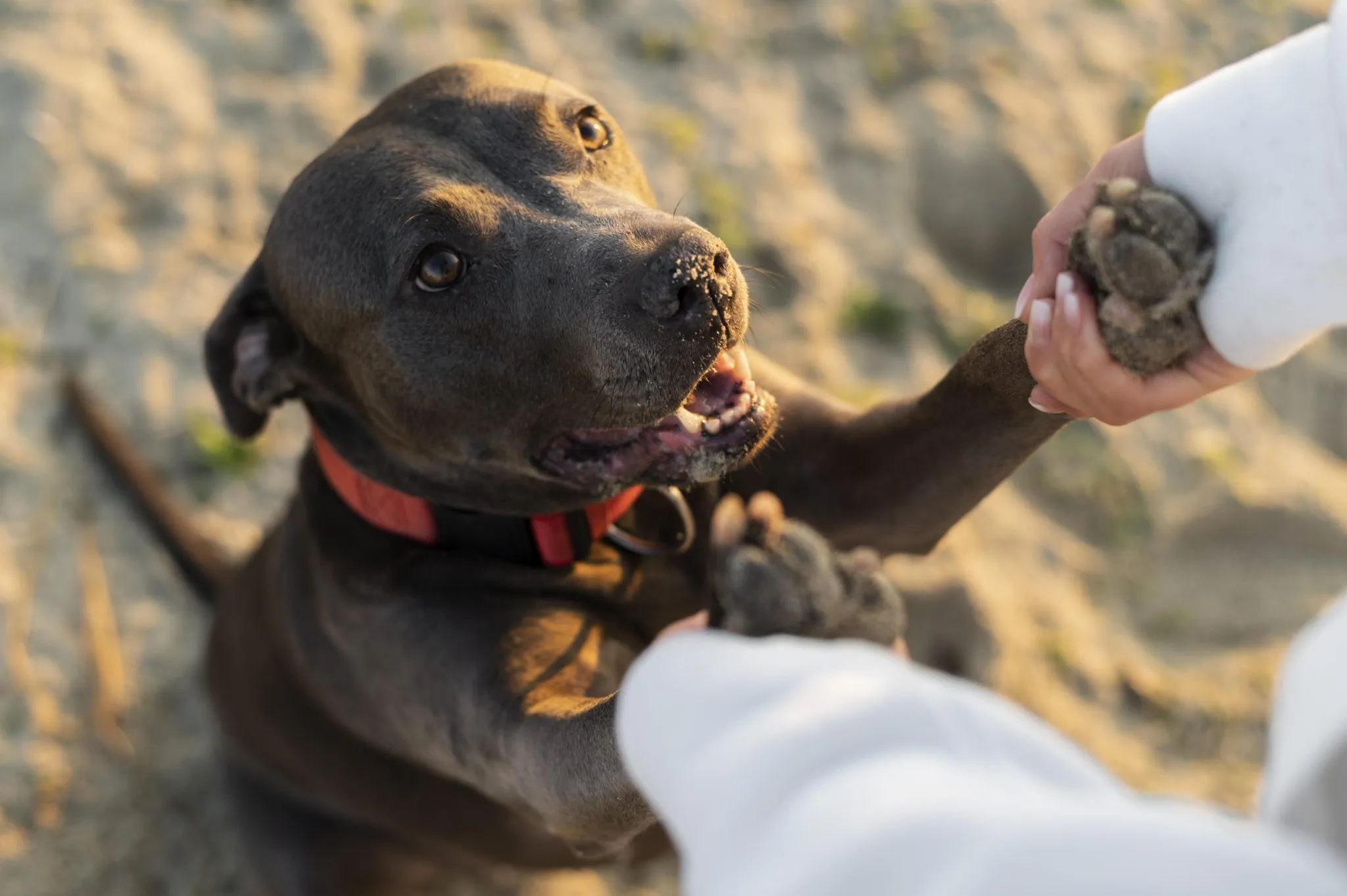 Preparación para el entrenamiento canino con golosinas y clicker, asegurando una sesión efectiva y divertida con refuerzo positivo