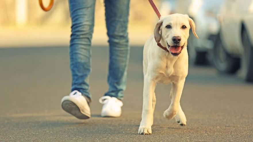 Foto de un cuidador paseando a un perro con correa en un parque