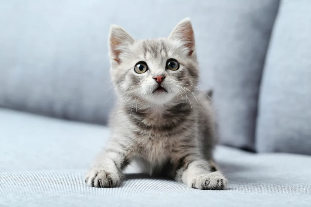 Estimulación temprana para gatos bebés, fomentando su desarrollo emocional y social.