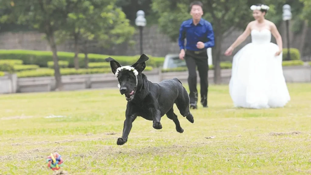 Boda feliz con perro: Cuidador de perros para bodas asegurando bienestar y seguridad