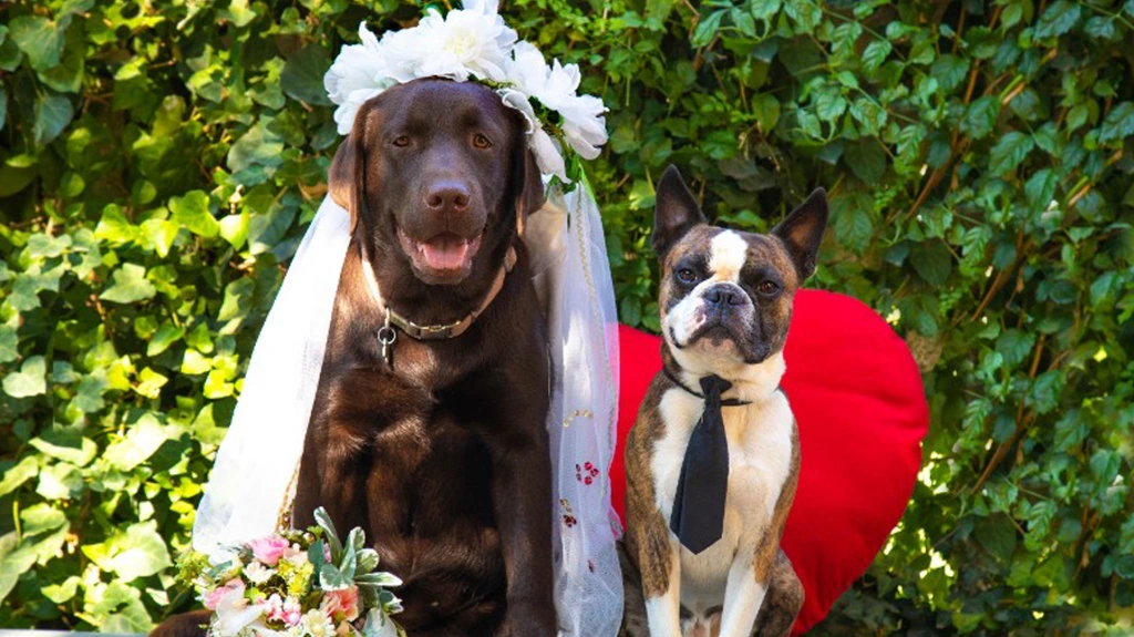 Boda feliz con perro: Cuidador de perros para bodas asegurando bienestar y seguridad