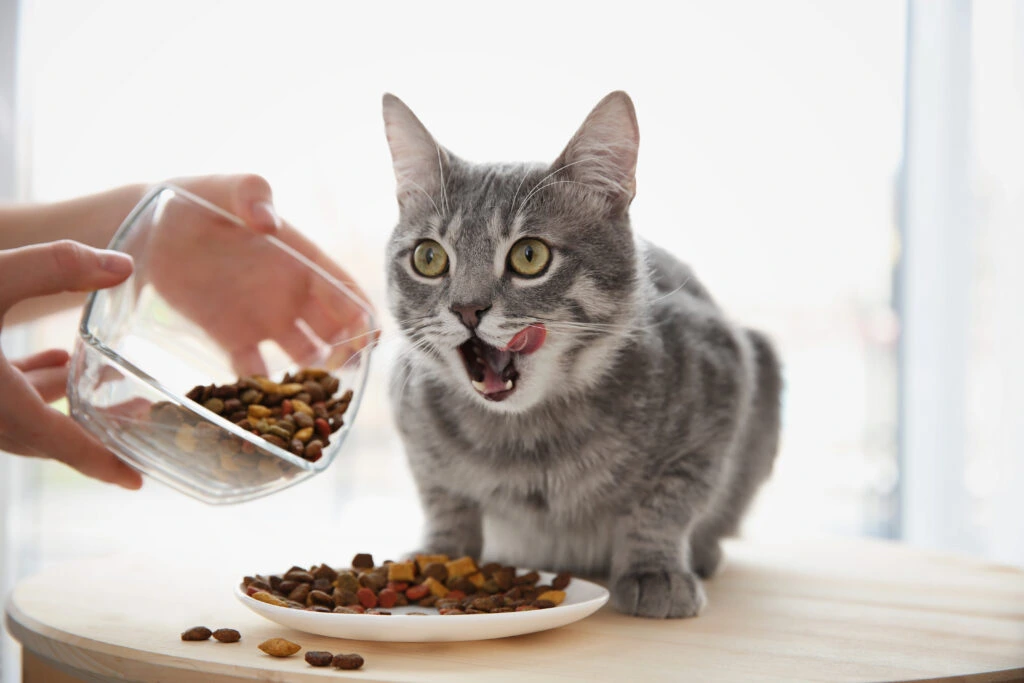 Imagen mostrando el proceso de preparación de alimentos o un gato comiendo. El cuidado de su dieta es una prioridad, garantizando que cada felino reciba la nutrición adecuada a sus necesidades, edad y salud.