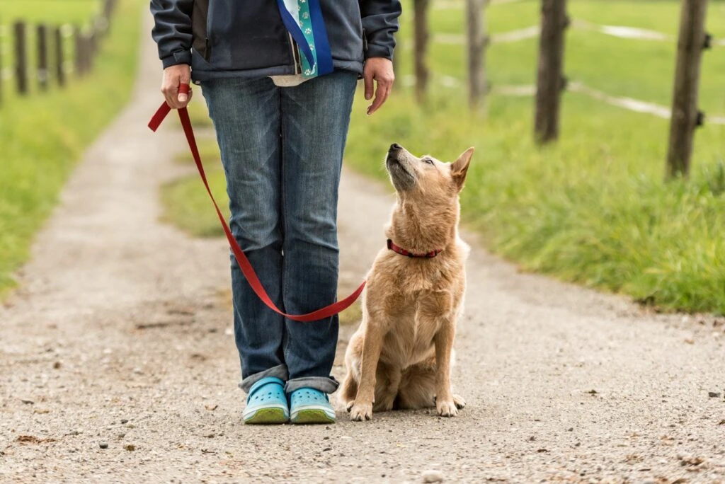 Perro aprendiendo a caminar correctamente con correa en Barcelona durante una clase de entrenamiento canino.