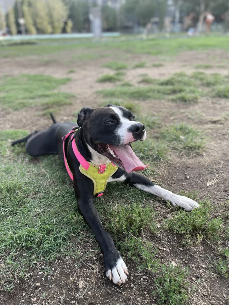 Cuidador de mascotas en Barcelona brindando atención a un perro durante una visita a domicilio.