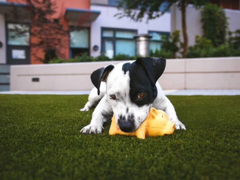 Cuidador de perros en Barcelona asegurando la seguridad de un perro durante la noche con atención personalizada.