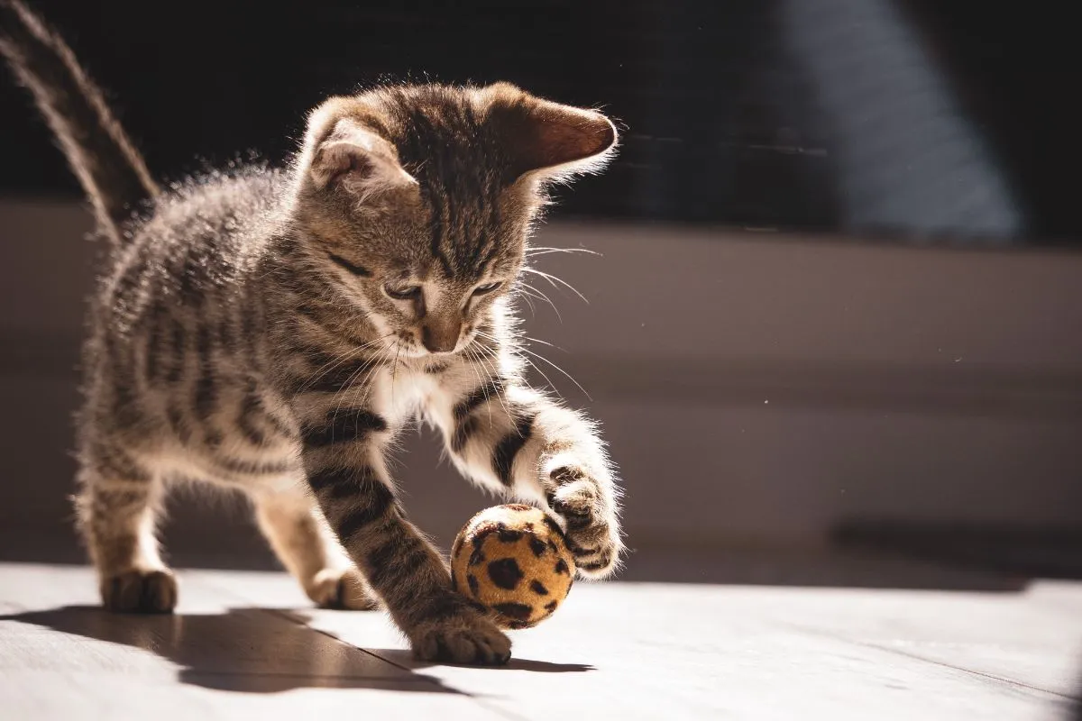 Paseos seguros para gatos que ofrecen ejercicio físico y estimulación mental mientras exploran.