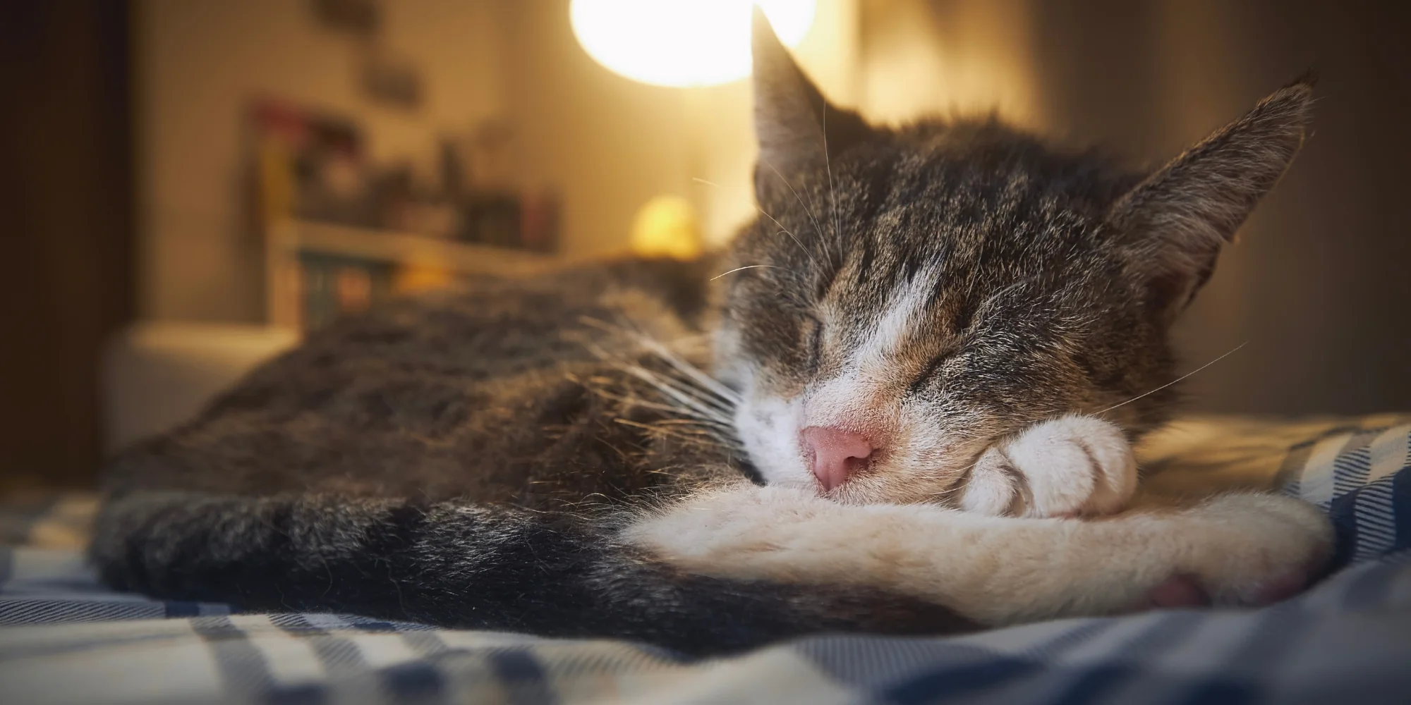 Cuidado nocturno personalizado para gatos en un ambiente seguro y cómodo durante la noche.