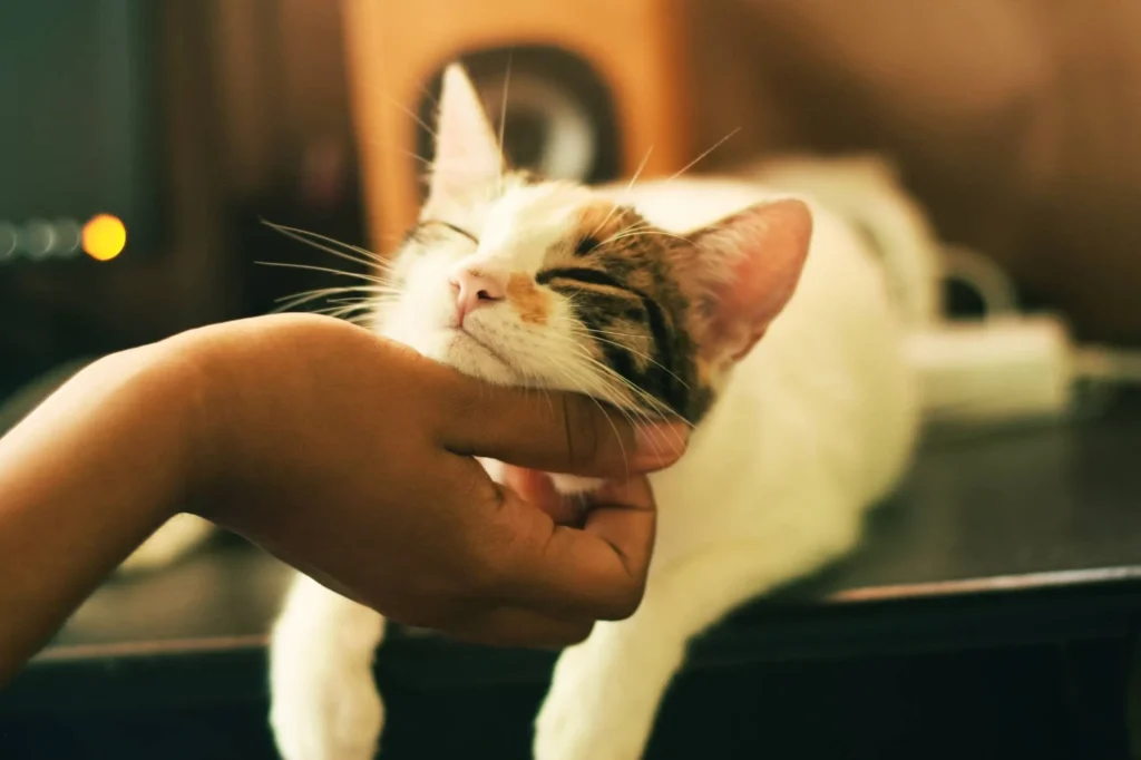 Paseos seguros para gatos que contribuyen a su bienestar, ayudando a relajarse tras la actividad.